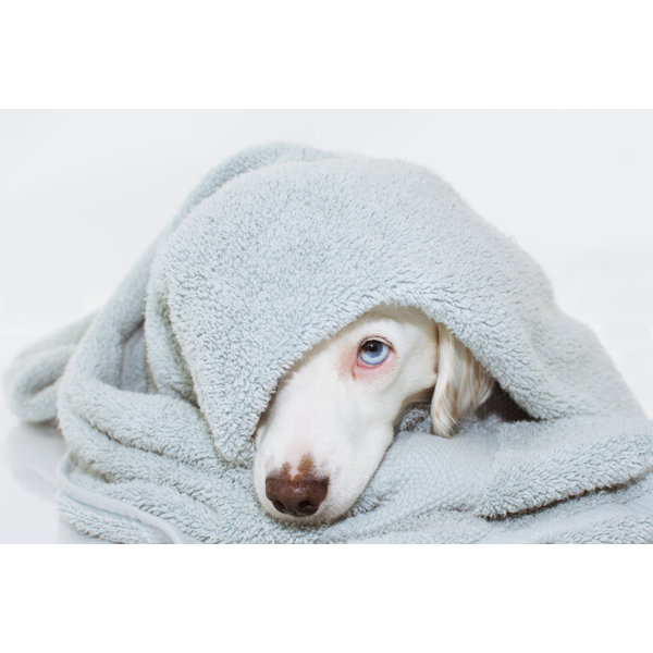 Latitude Run Cute White Dog - Print | Wayfair.co.uk